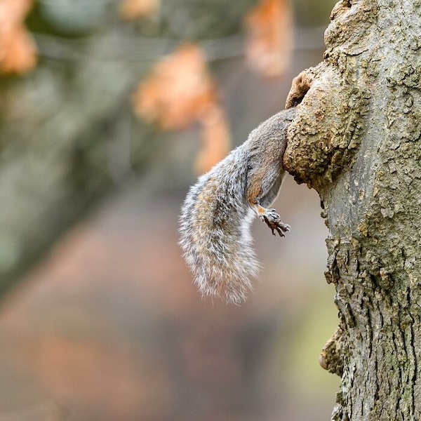 Комичные фото дикой природы, где всё решило одно удачное мгновение