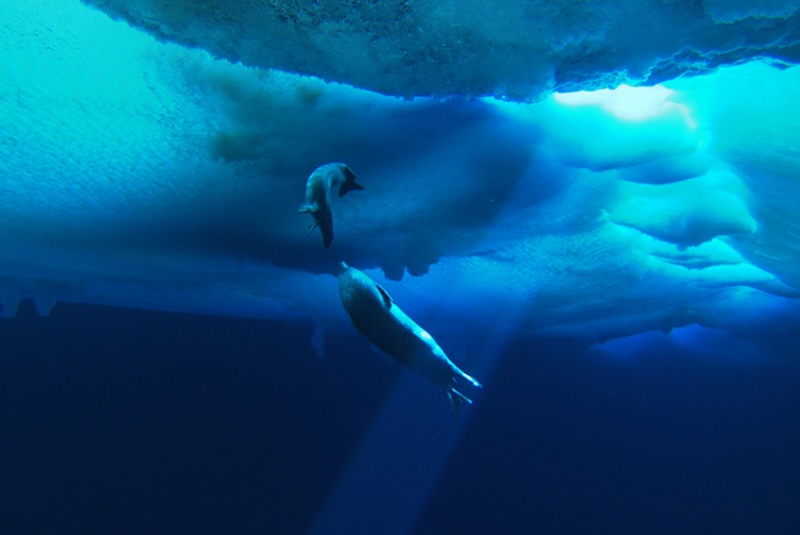 Топ-25 лучших мини-сериалов по версии пользователей на IMDb