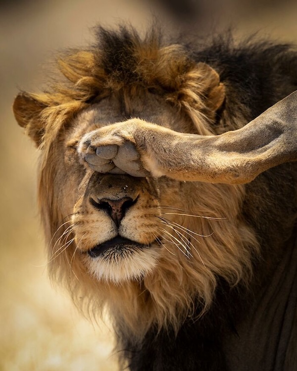 Комичные фото дикой природы, где всё решило одно удачное мгновение