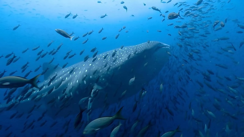 Топ-25 лучших мини-сериалов по версии пользователей на IMDb