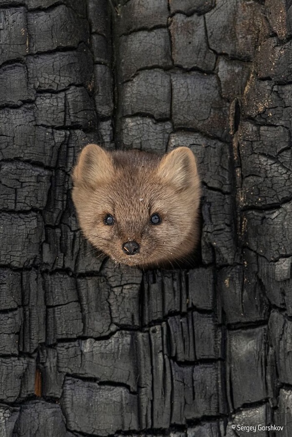 Комичные фото дикой природы, где всё решило одно удачное мгновение