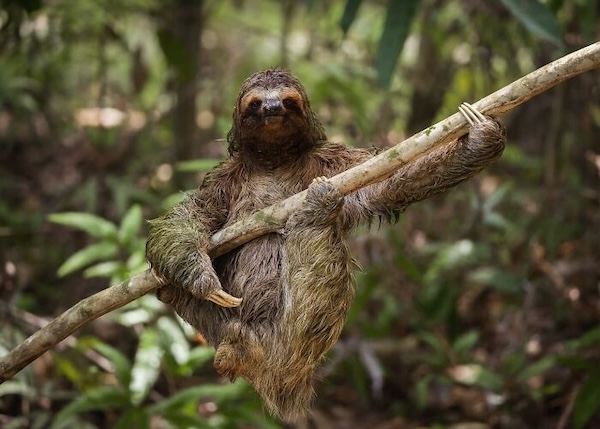 Комичные фото дикой природы, где всё решило одно удачное мгновение