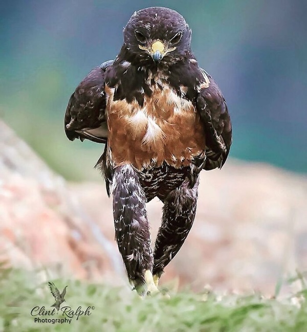 Комичные фото дикой природы, где всё решило одно удачное мгновение