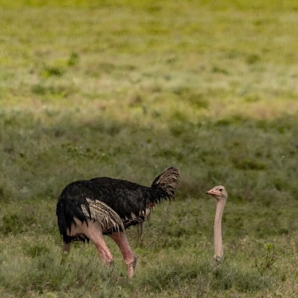 Комичные фото дикой природы, где всё решило одно удачное мгновение