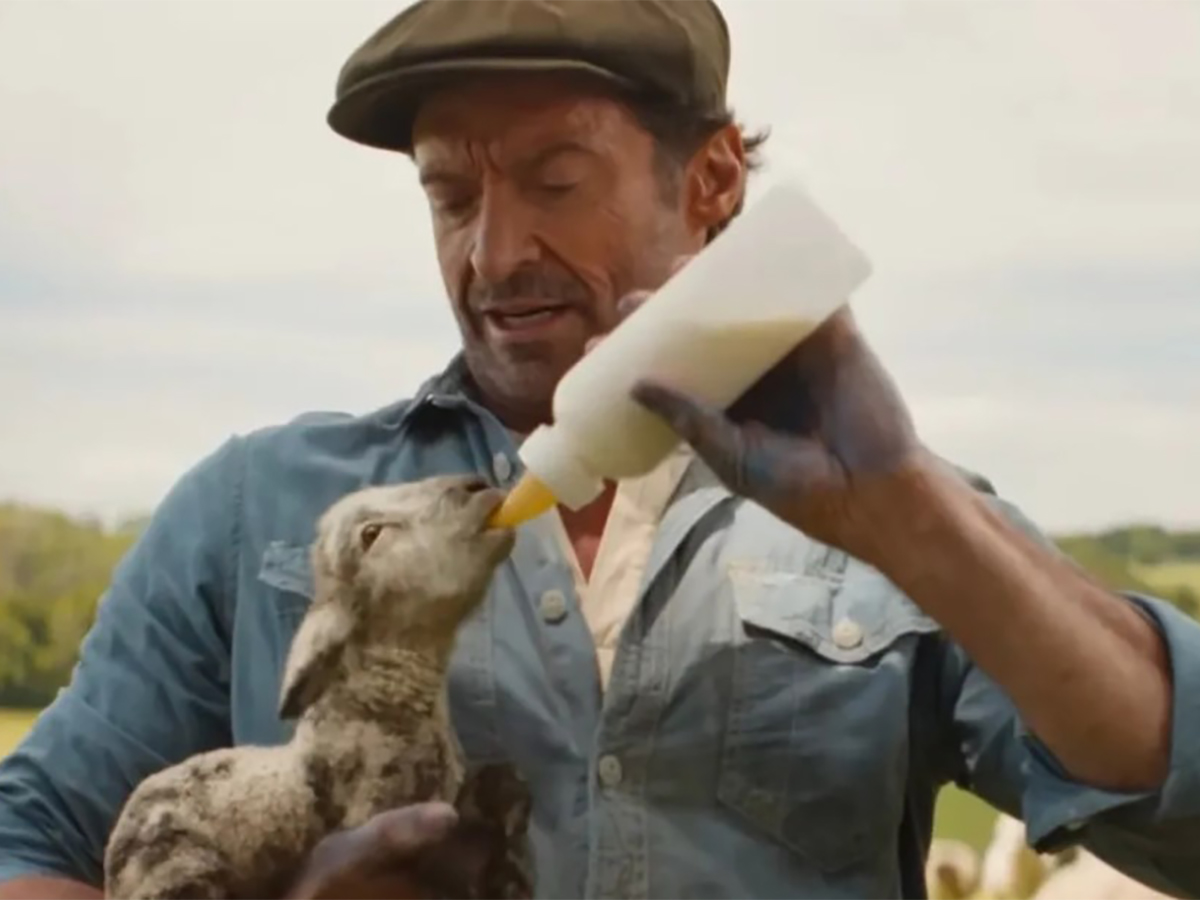 Овечьи детективы