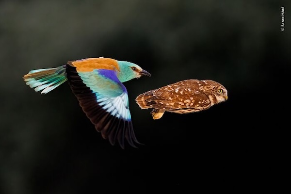 20 лучших фото дикой природы 2026 года, которые покорили зрителей