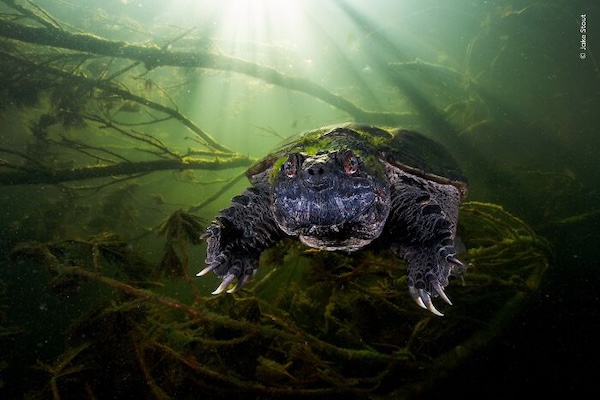 20 лучших фото дикой природы 2026 года, которые покорили зрителей