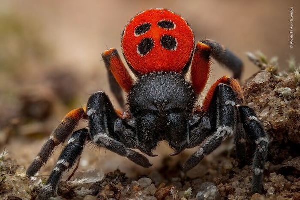 20 лучших фото дикой природы 2026 года, которые покорили зрителей