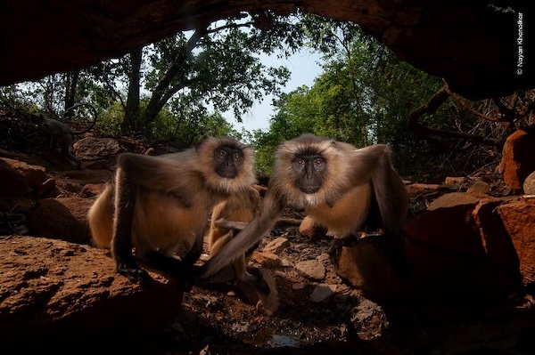 20 лучших фото дикой природы 2026 года, которые покорили зрителей