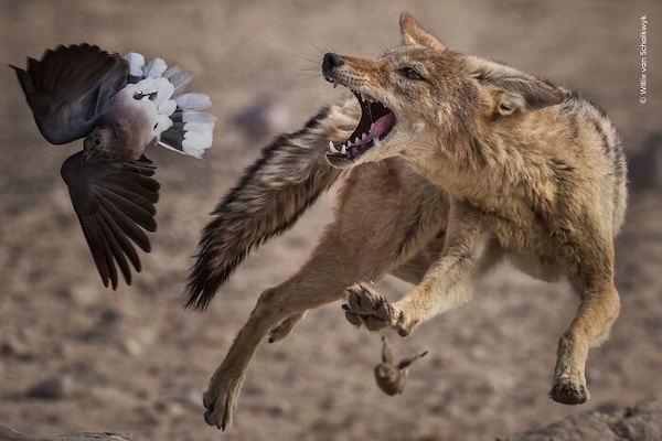 20 лучших фото дикой природы 2026 года, которые покорили зрителей