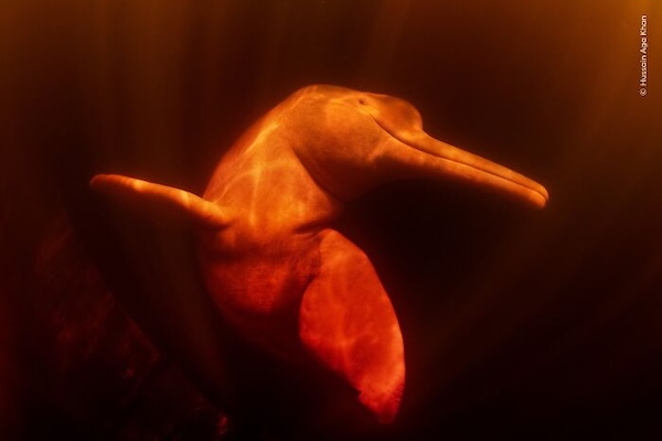 20 лучших фото дикой природы 2026 года, которые покорили зрителей