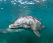 На побережье Краснодарского края найдено более 100 мертвых дельфинов