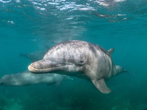 На побережье Краснодарского края найдено более 100 мертвых дельфинов