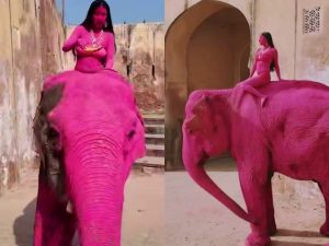 Фотографа из России обвинили в гибели слона, покрашенного для фотосессии