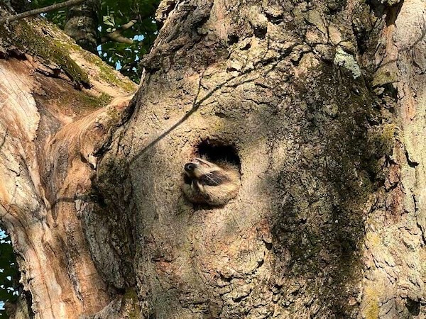 Самые нелепые и смешные провалы фотоохоты на диких зверей