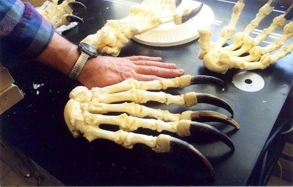Эти фотографии доказывают: некоторые вещи в мире пугающе огромны