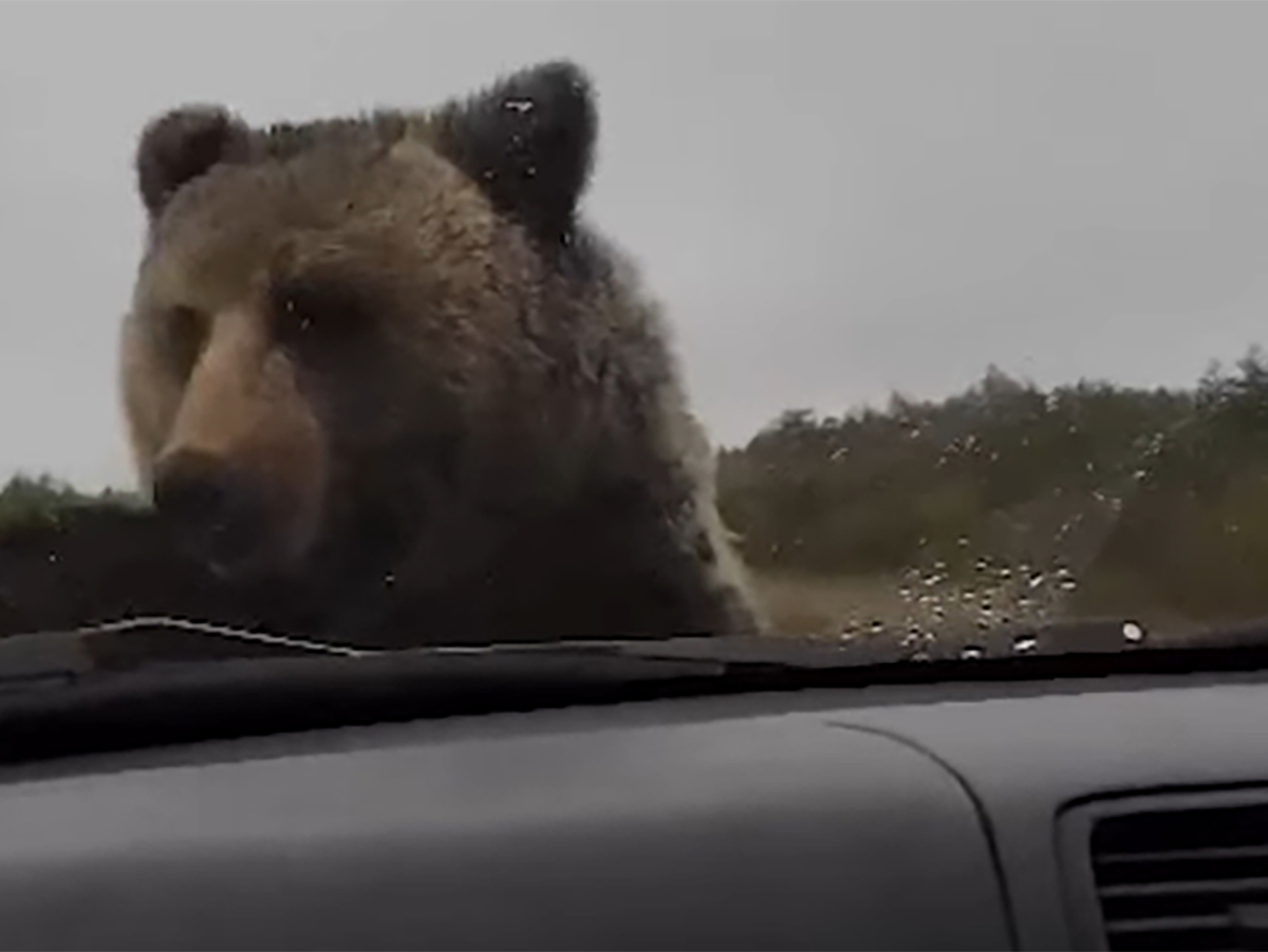 Медведь