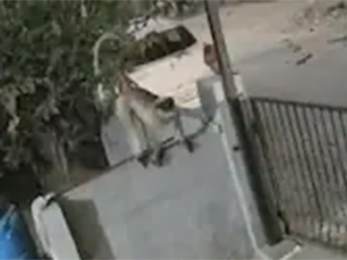 Обезьяна