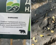 медведи охотятся за туристами