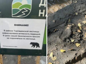 медведи охотятся за туристами