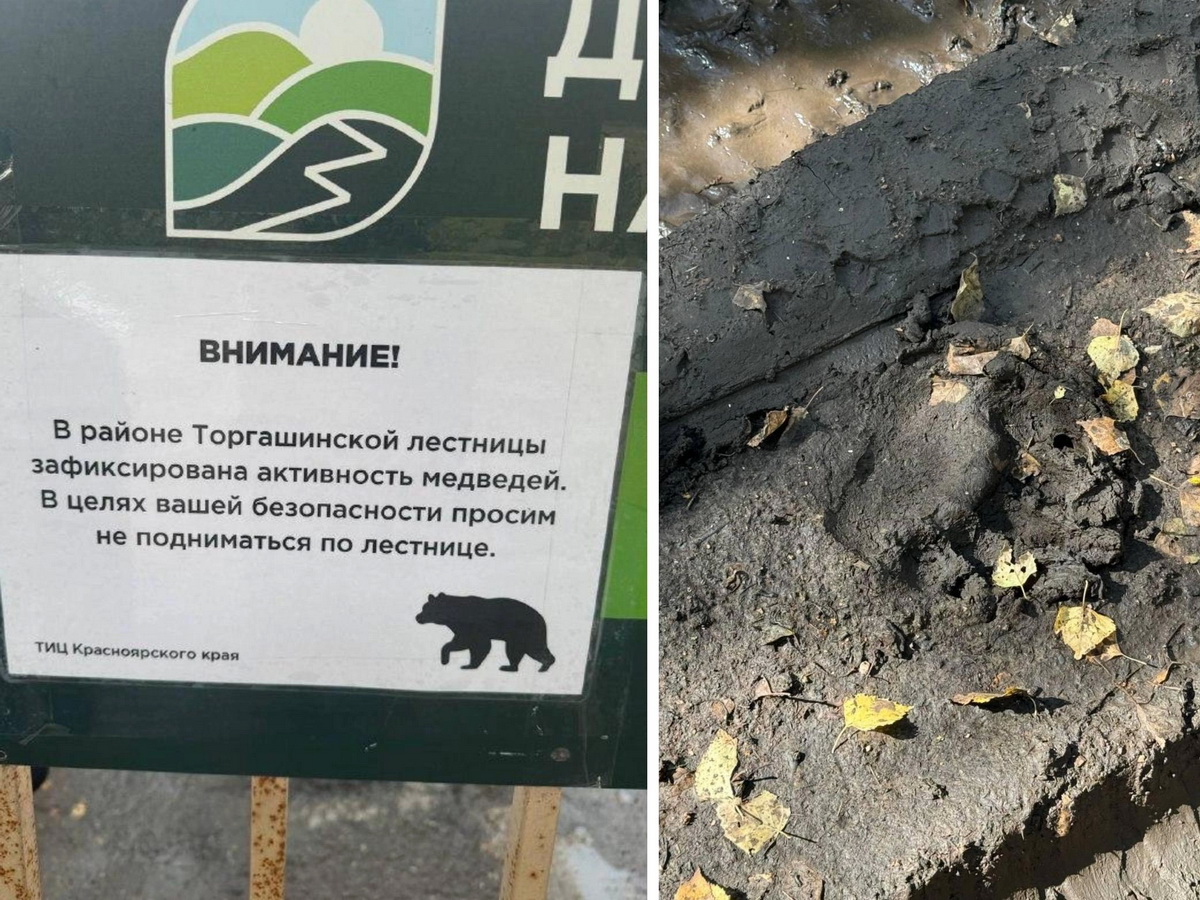 медведи охотятся за туристами