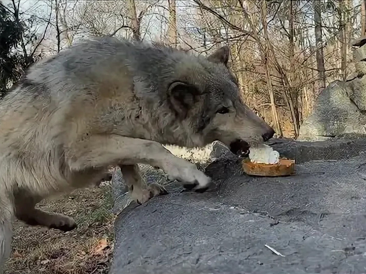 голодный волк